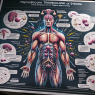 Trenbolone: in-depth analysis of its effects on the endocrine system