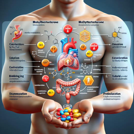 Methyltestosterone: mechanism of action explained